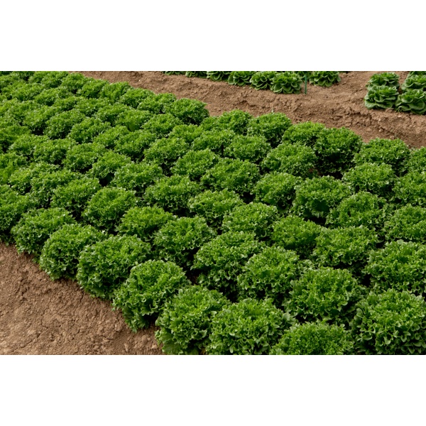 CRYSTIQUE RZ (44-CL1573) Knox™ product photo view-3 L