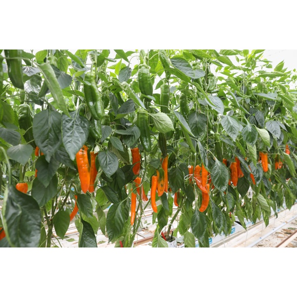 PALERMO OXALIS RZ F1 product photo view-3 L