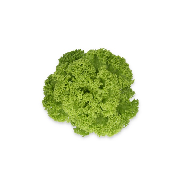 LAMARRE RZ product photo front L