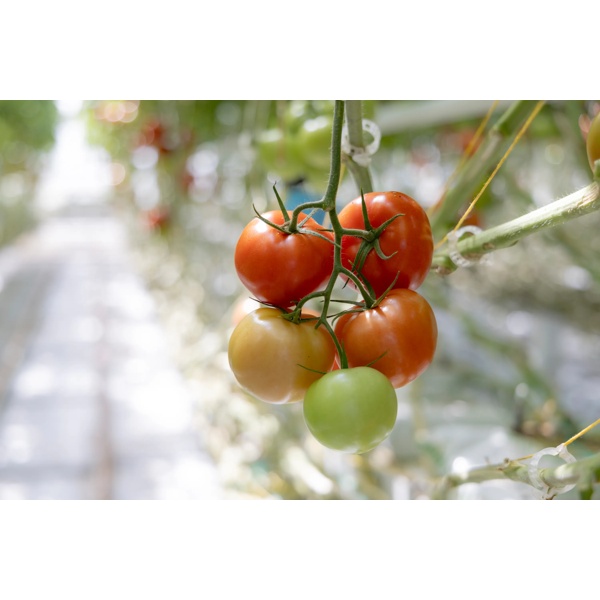 САНТИАНА РЦ F1 product photo view-4 L