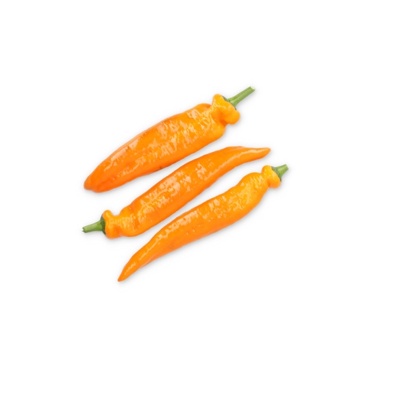올라프 PALERMO OLAV RZ F1 Sweet Palermo® product photo view-2 L