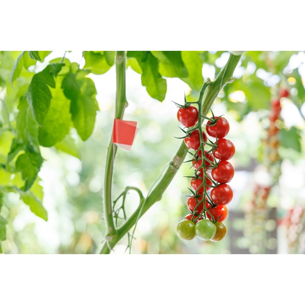 ALPOCARY RZ F1 (72-CH0373) - Tomato | Rijk Zwaan