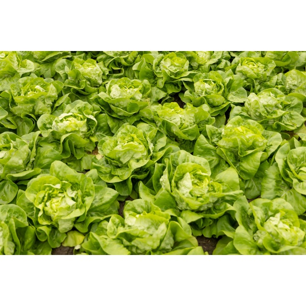 ABELLINA (43-BU8181) Produktbild view-4 L