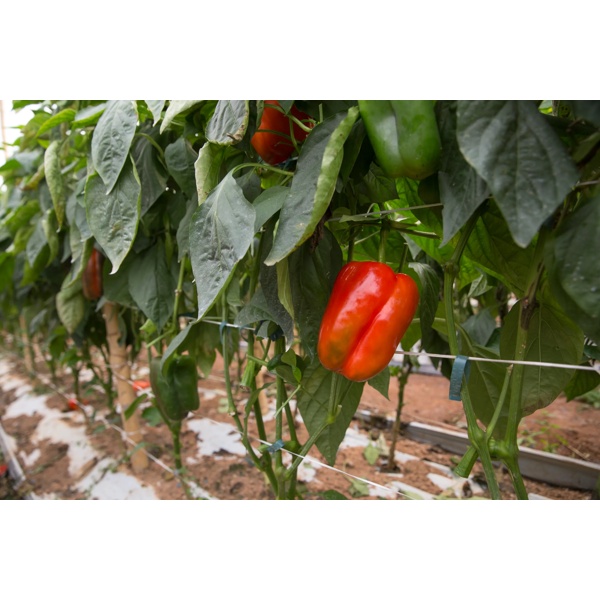 TRAVIATTA RZ F1 (35-126) product photo view-4 L