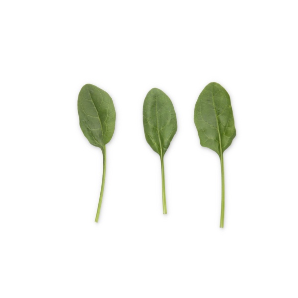 SKIPJACK RZ F1 product photo view-4 L