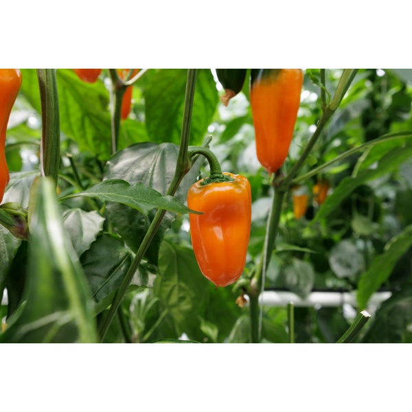ORANGE OBLEA F1 (35-MO1485) Produktbild view-5 L