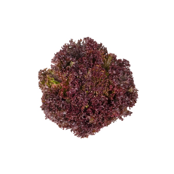 SAMANTINE RZ product photo view-2 L