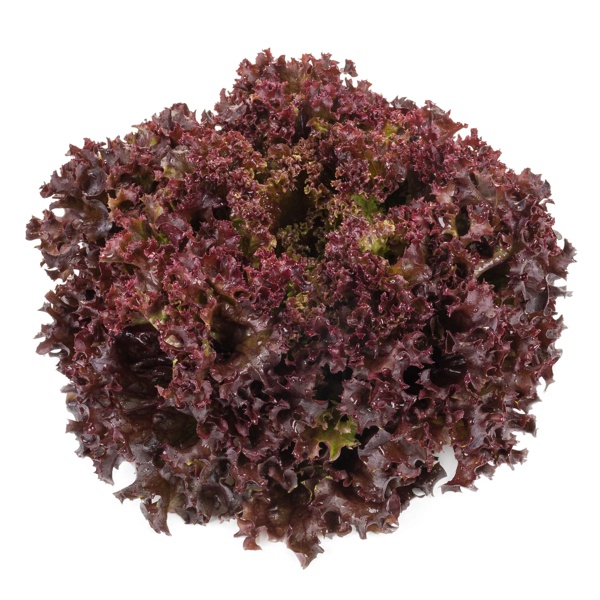 CARNELIAN RZ product photo front L