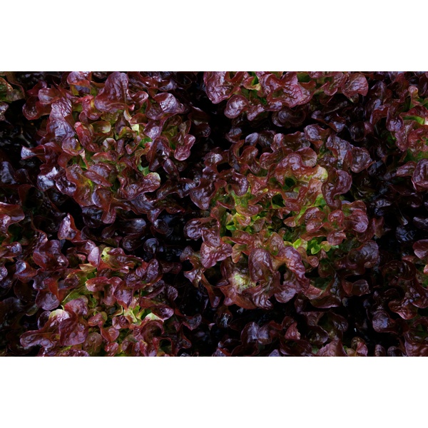 SUPRADAI RZ (82-OA3465) Knox™ product photo view-5 L