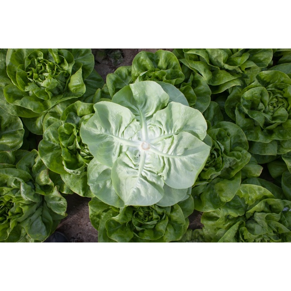 HALEWYN RZ product photo view-3 L