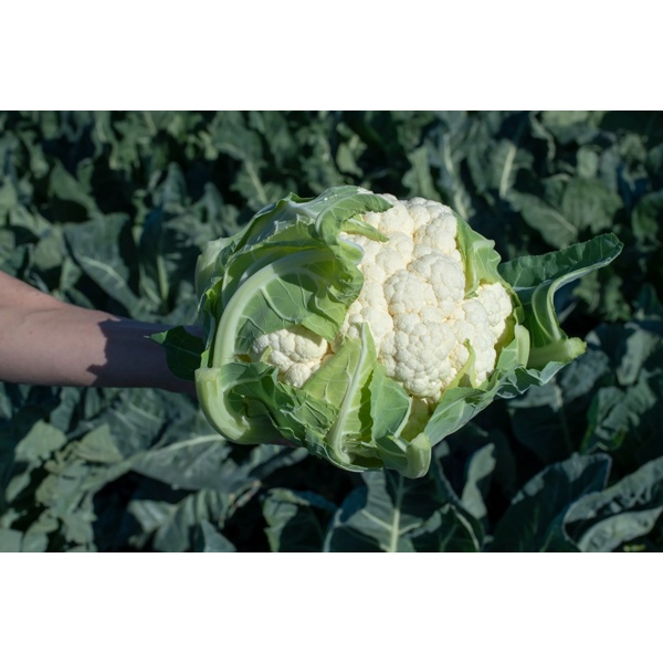 JONSSON RZ F1 product photo view-2 L