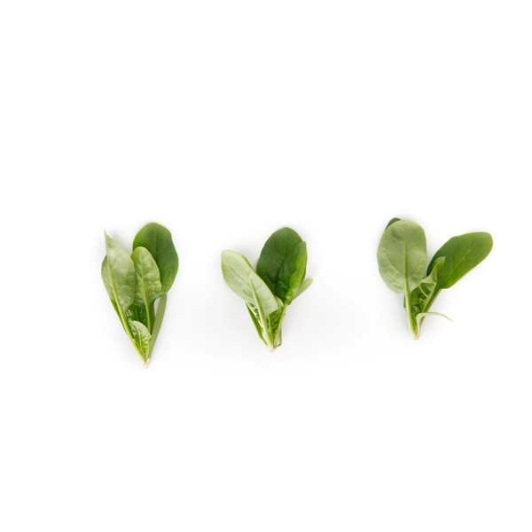 PARAKEET RZ F1 (51-715) product photo view-3 L