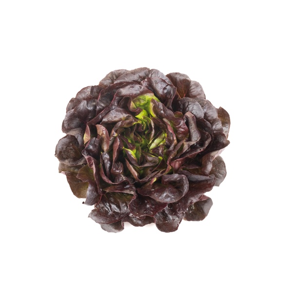 VECELLIO RZ | Butterhead lettuce | Vegetable seeds | Rijk Zwaan