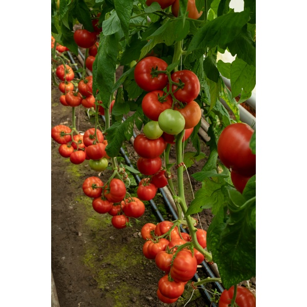 Костаред RZ F1 product photo view-3 L
