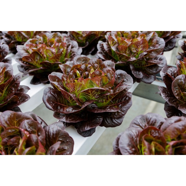ABSOLON RZ product photo view-4 L