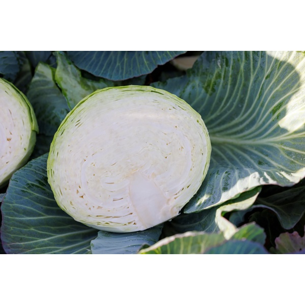 DERBYMA F1 (30-WC778) product photo view-2 L