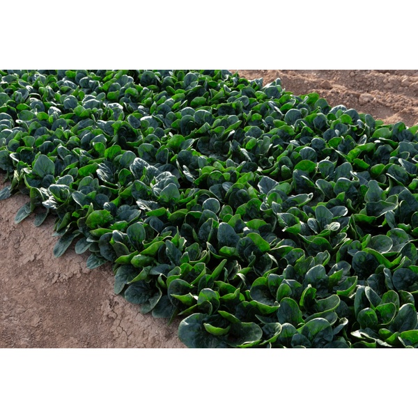 SILVERSIDE RZ F1 product photo view-3 L