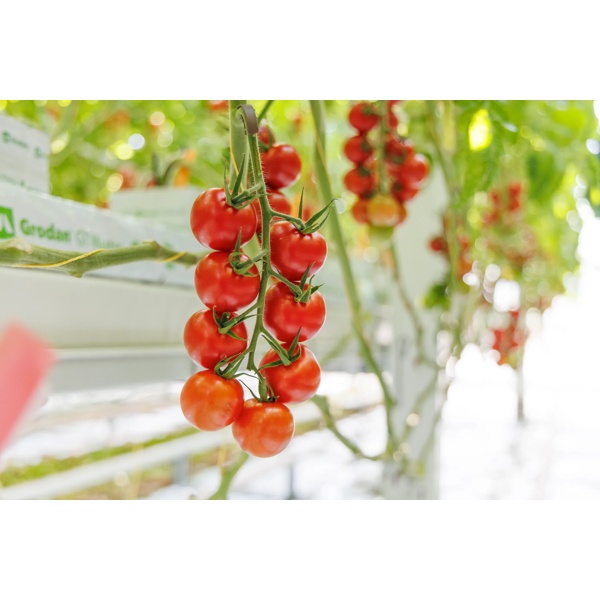 GARRIOSO RZ F1 (72-CK0627) - Tomato | Rijk Zwaan