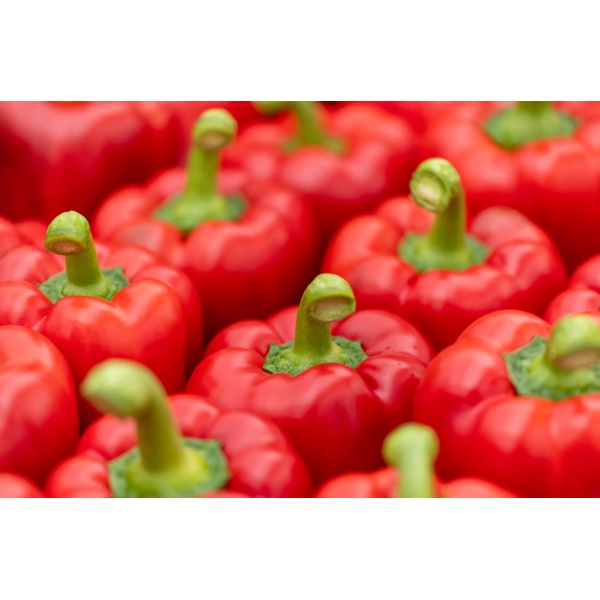 RED JET RZ F1 product photo view-5 L