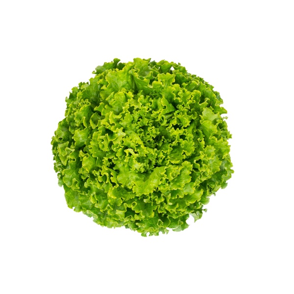 HISTRION RZ (81-175) product photo front L