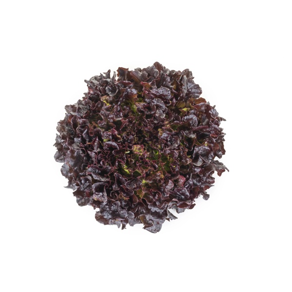 Salanova® AZZEDINE RZ Knox™ - African Eggplant | Rijk Zwaan