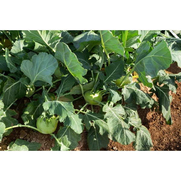 CAVADO F1 (32-KO623) product photo view-4 L