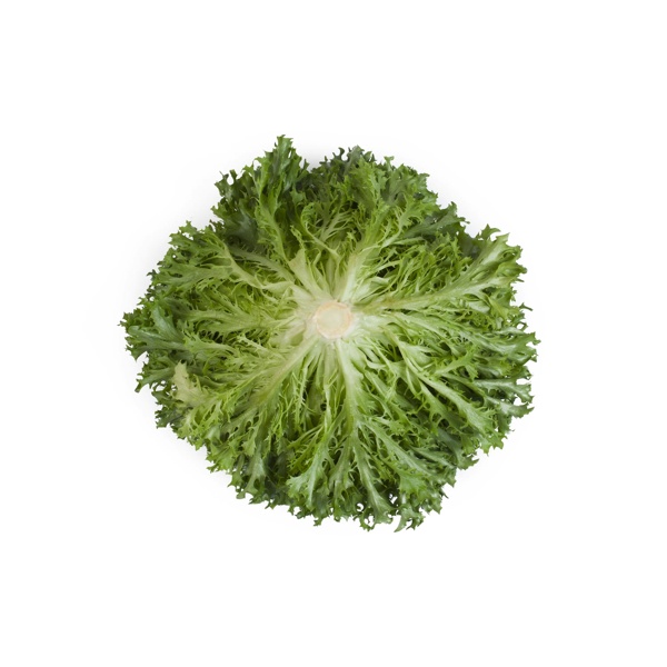 Salanova® EXPERTISE RZ (79-27) - Lettuce | Rijk Zwaan