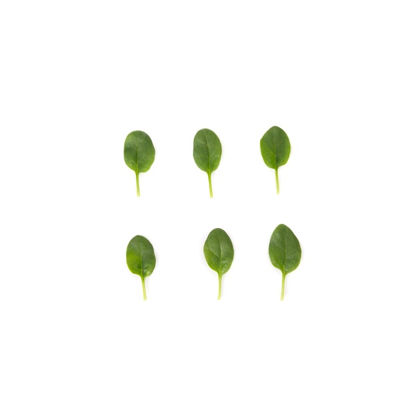 PARAKEET RZ F1 (51-715) product photo view-4 L