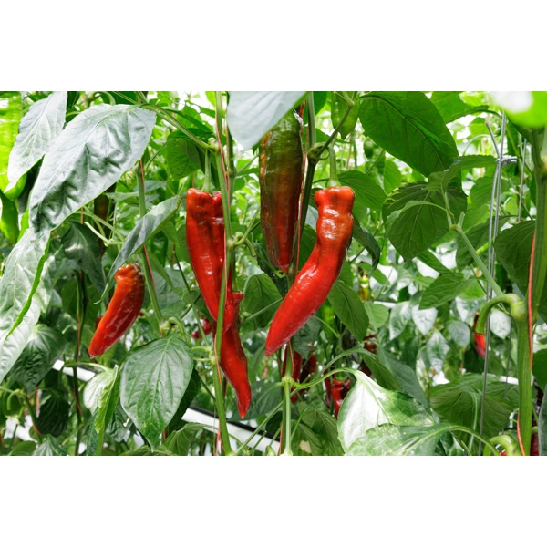 PALERMO RAMSDALE RZ F1 (35-DR1480) product photo view-4 L