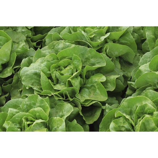 ABELLINA RZ (43-BU8181) product photo front L