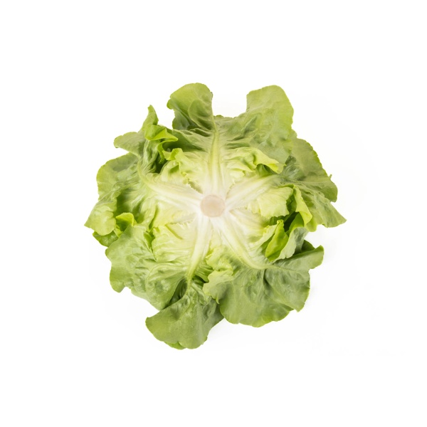 ABELLINA RZ product photo view-3 L