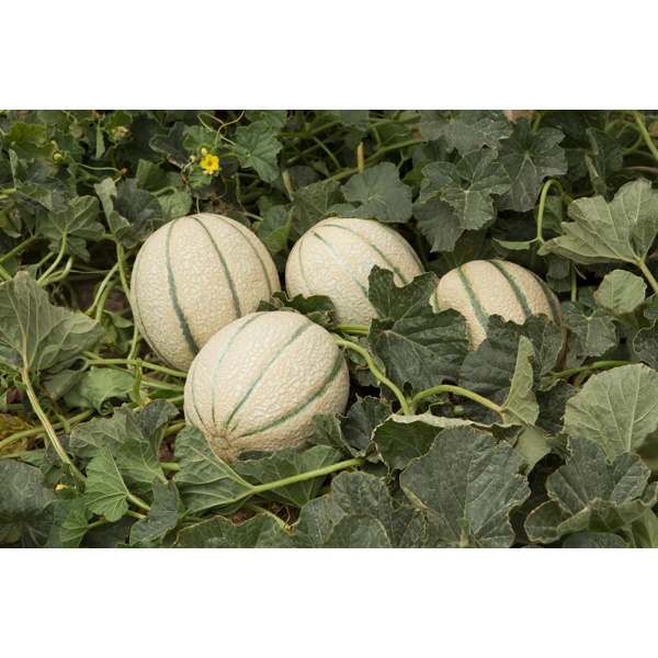 ZINASOL RZ product photo view-4 L