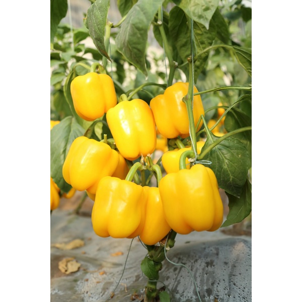 REGGAETON RZ  product photo view-2 L