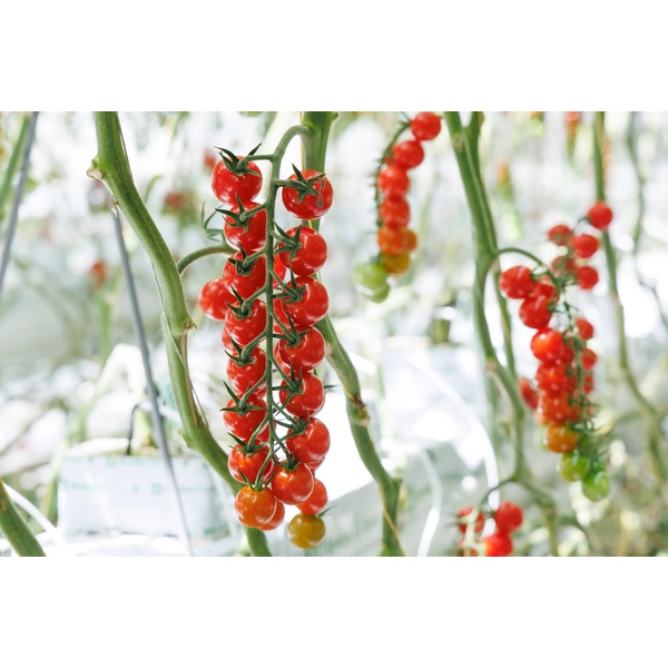 EVENTIDE RZ F1 (72-CH0377) - Tomato | Rijk Zwaan