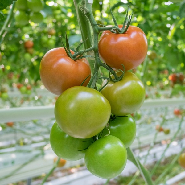 ARVENTO F1 (72-375) product photo view-3 L