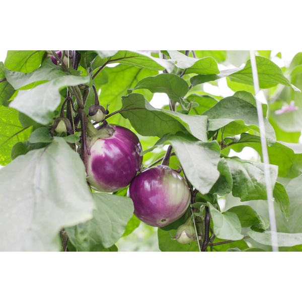 Сабелле RZ F1 product photo view-2 L