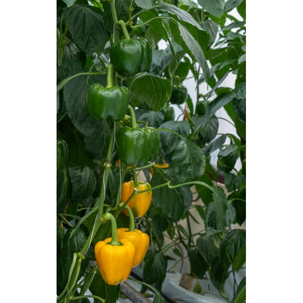 MATTHEWS RZ F1 product photo view-5 L