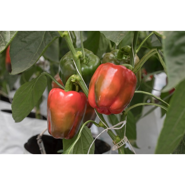 PASARELLA RZ F1 product photo view-3 L