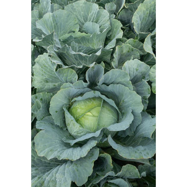 MANOUK F1 (30-WC796) product photo view-4 L