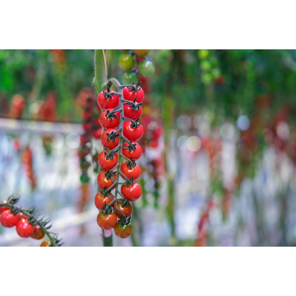 本革草履tomato PROVENTURA RZ F1 (72-CH0363) - Tomato | Rijk Zwaan