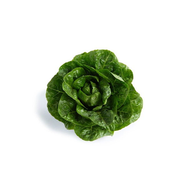 Semillas de lechuga | Mini Romana | Verde | RANDOLPH RZ | Rijk Zwaan