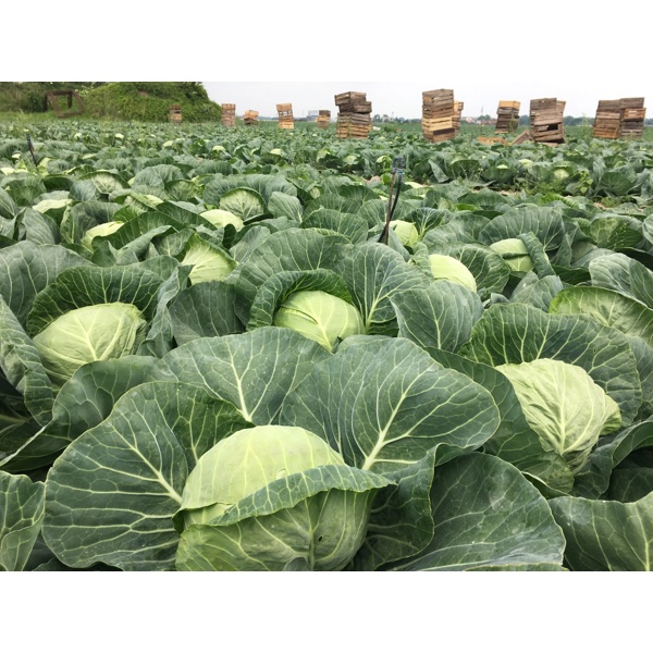 PUSHMA RZ F1 product photo view-4 L