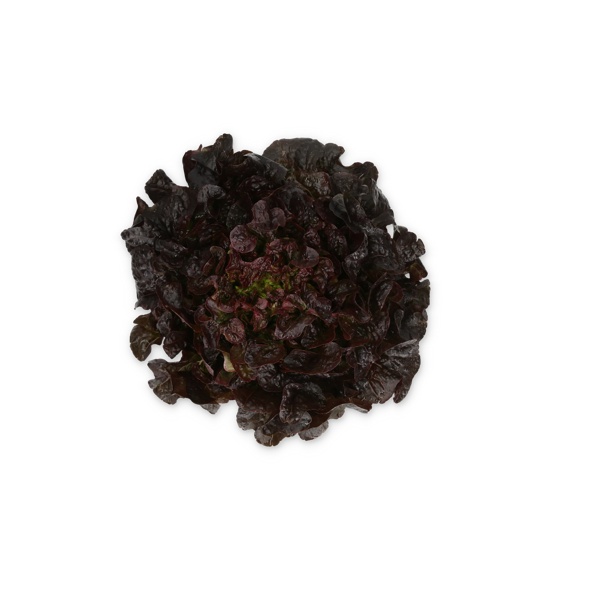 COLAI RZ product photo front L