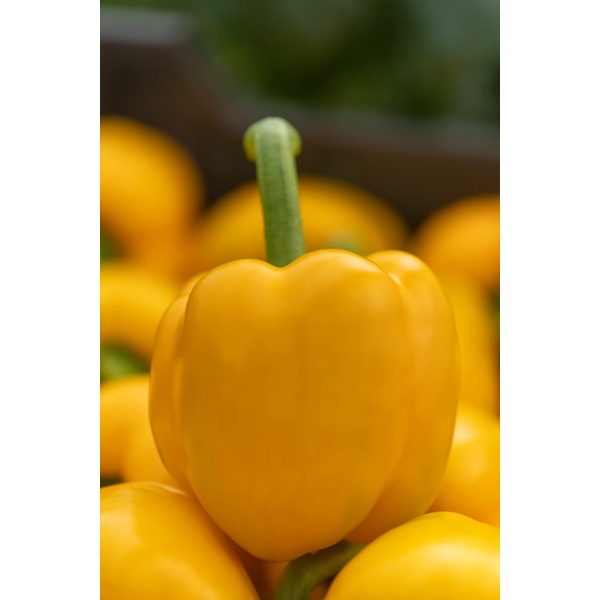 MATTHEWS RZ F1 product photo view-3 L