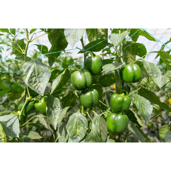 ILANGA RZ F1 product photo view-3 L