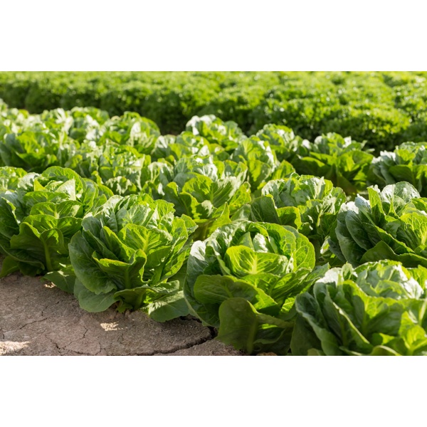 ZIKITA RZ (41-CR2239) product photo view-3 L