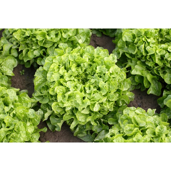 KIMANI RZ (83-OA2646) product photo view-2 L