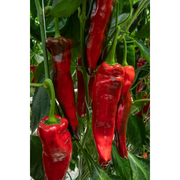 PALERMO RZ F1 product photo view-3 L