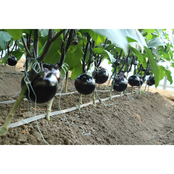 华墨1030(10-RC1030)Harmo 1030 product photo view-2 L