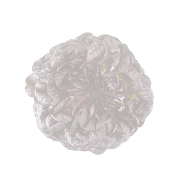 MANET RZ product photo front L